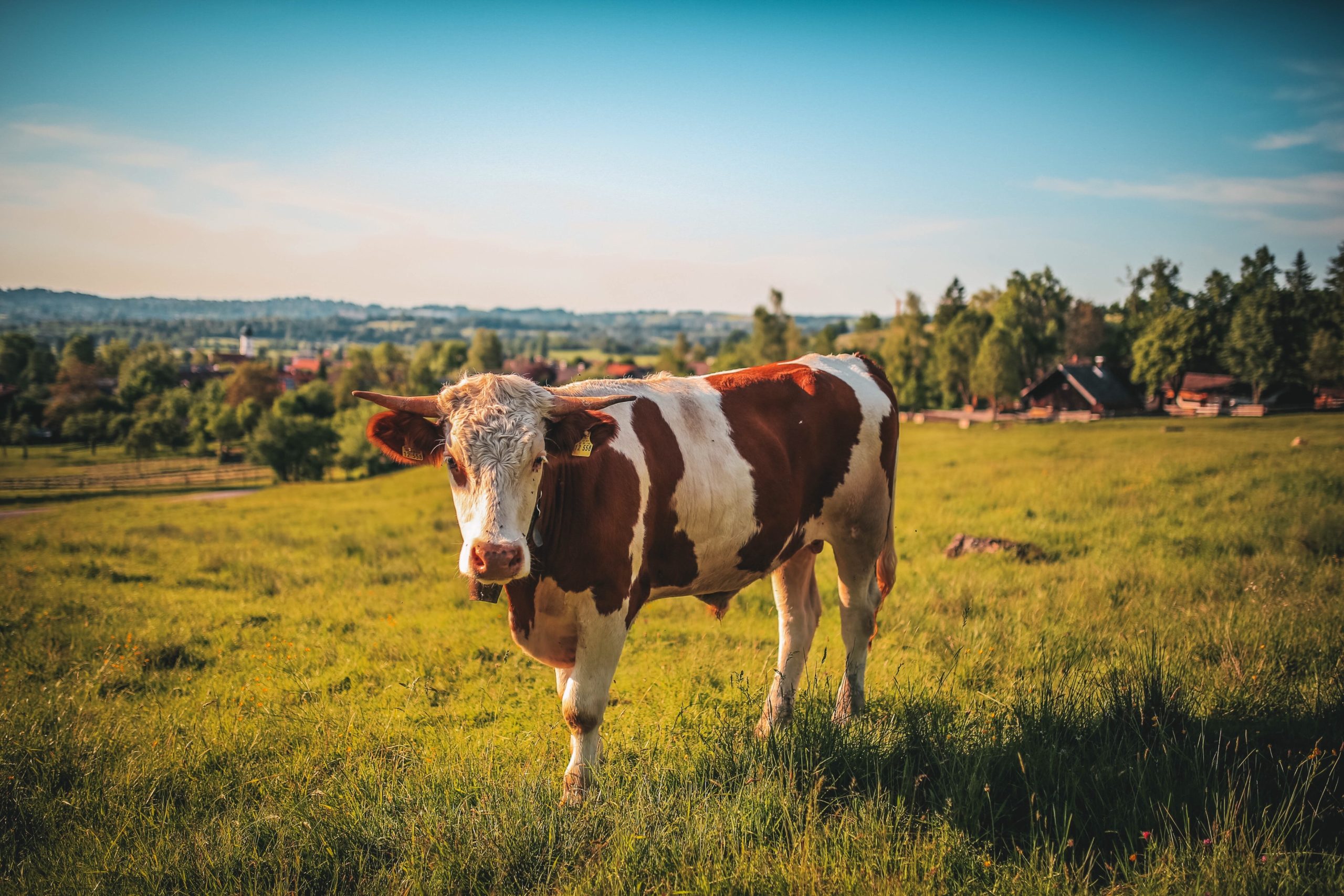 cow in a field